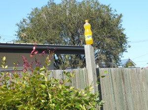 Fanta on the fence